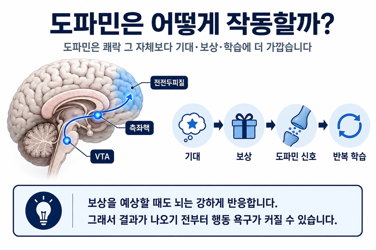기대와 보상, 반복 학습이 이어지는 도파민 보상 회로를 설명하는 내부이미지